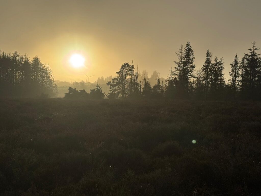 evening sun